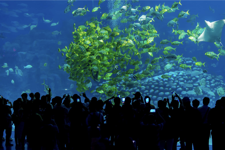 Ilustrasi Chimelong Ocean Kingdom, akuarium terbesar di dunia.