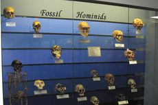Paleoantropologi, Ilmu yang Mempelajari Kehidupan Manusia