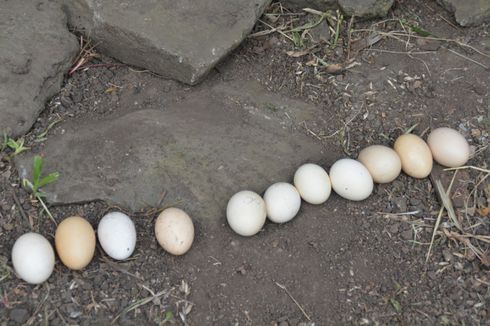 Benarkah Telur Ayam Kampung Lebih Sehat daripada Telur Ayam Ras?