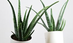 10 Tanaman Hias yang Bisa Jadi &ldquo;Air Purifier&rdquo; Alami
