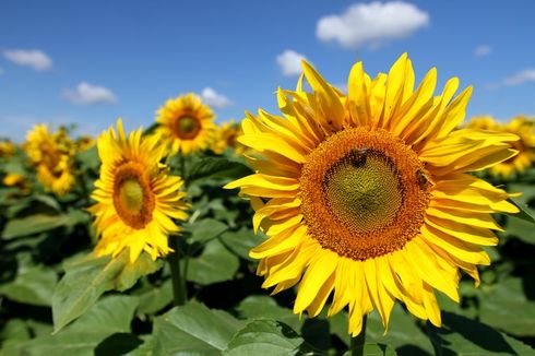Ragam Hal yang Perlu Diketahui Tentang Bunga Matahari