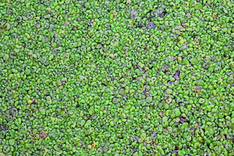 Ilustrasi tanaman air lemna