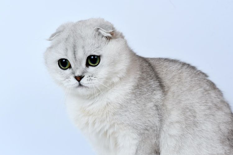 Ilustrasi ras kucing Scottish fold