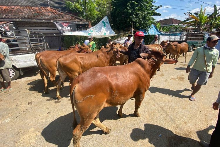 Penjualan sapi Madura di Kabupaten Pamekasan menurut drastis saat menjelang Idul Adha setelah merebaknya Penyakit Mulut dan Kuku (PMK) si sejumlah daerah.