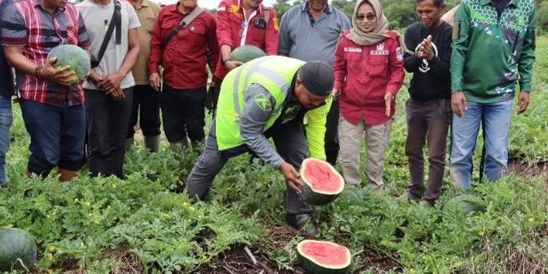 Bupati Kutai Kartanegara Edi Damansyah sedang memegang semangka yang telah dibelah dua, semangka hasil panen di salah satu wilayah perkebunan di Kukar beberapa waktu lalu.