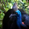 18.000 Tahun Lalu Manusia Besarkan Burung Paling Berbahaya di Dunia