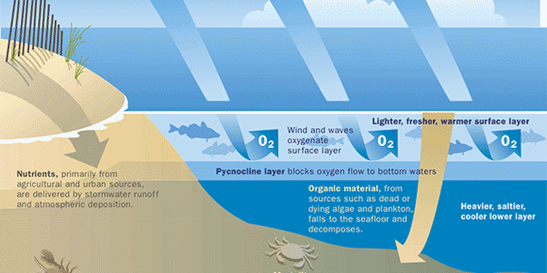 Eutrofikasi Pengertian Penyebab Dan Akibatnya