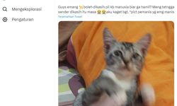 Bolehkah Kucing Diberi Pil KB Manusia untuk Mencegah Kehamilan? Ini Kata Dokter