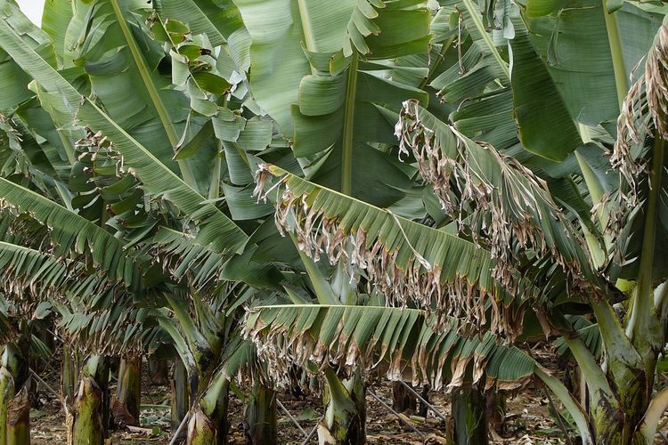 Ilustrasi pohon pisang, daun pisang. 