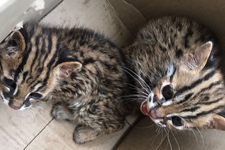 Dua ekor kucing kuwuk (Prionailurus bengalensis) diserahkan warga Jalan Jamin Ginting, Kelurahan Medan Johor, M Prayudhi kepada petugas BBKSDA Sumut. Kucing langka itu diserahkan setelah sempat dipelihara selama satu bulan.