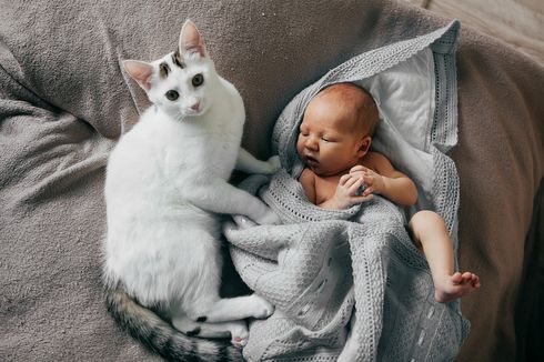 5 Tips Memperkenalkan Kucing pada Bayi dengan Aman