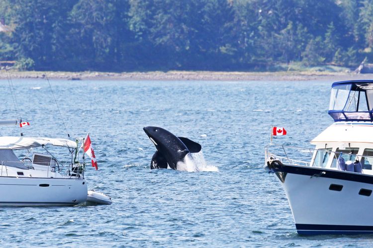Ilustrasi orca atau paus pembunuh diapit dua kapal.