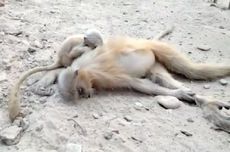 Anak Monyet Ini Berusaha Bangunkan Sang Induk yang Mati Tersetrum
