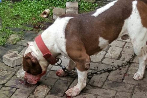 Seorang Bocah Tewas Digigit Anjing Pitbull di Malang
