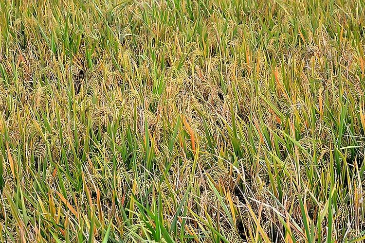 Ilustrasi tanaman padi. 