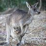 4 Perbedaan Kanguru dan Walabi