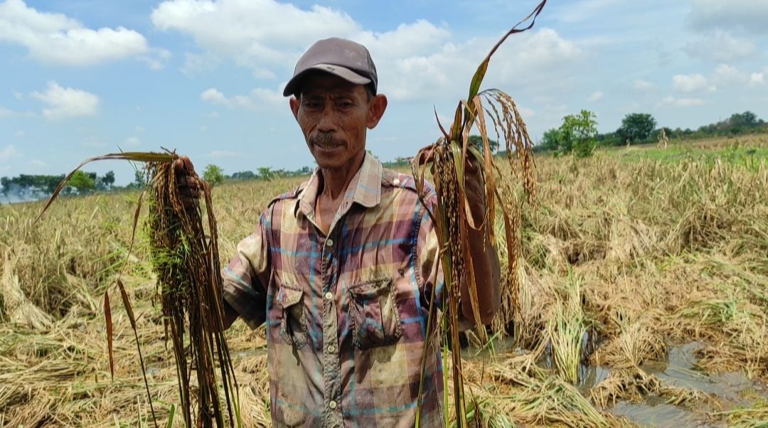 Keluh Petani Demak, Februari Gagal Panen, Kini Gagal Tanam, Kerugian Capai Rp 100 Miliar Lebih