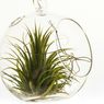 Cara Menyiram Air Plant agar Tumbuh Subur