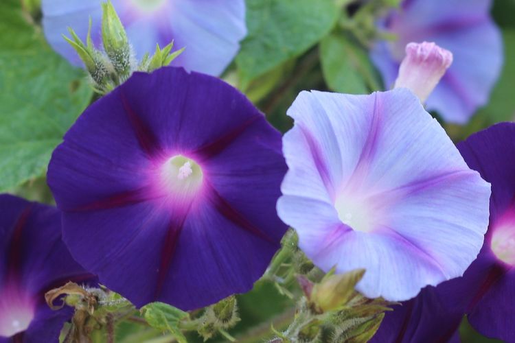 Ilustrasi bunga morning glory.