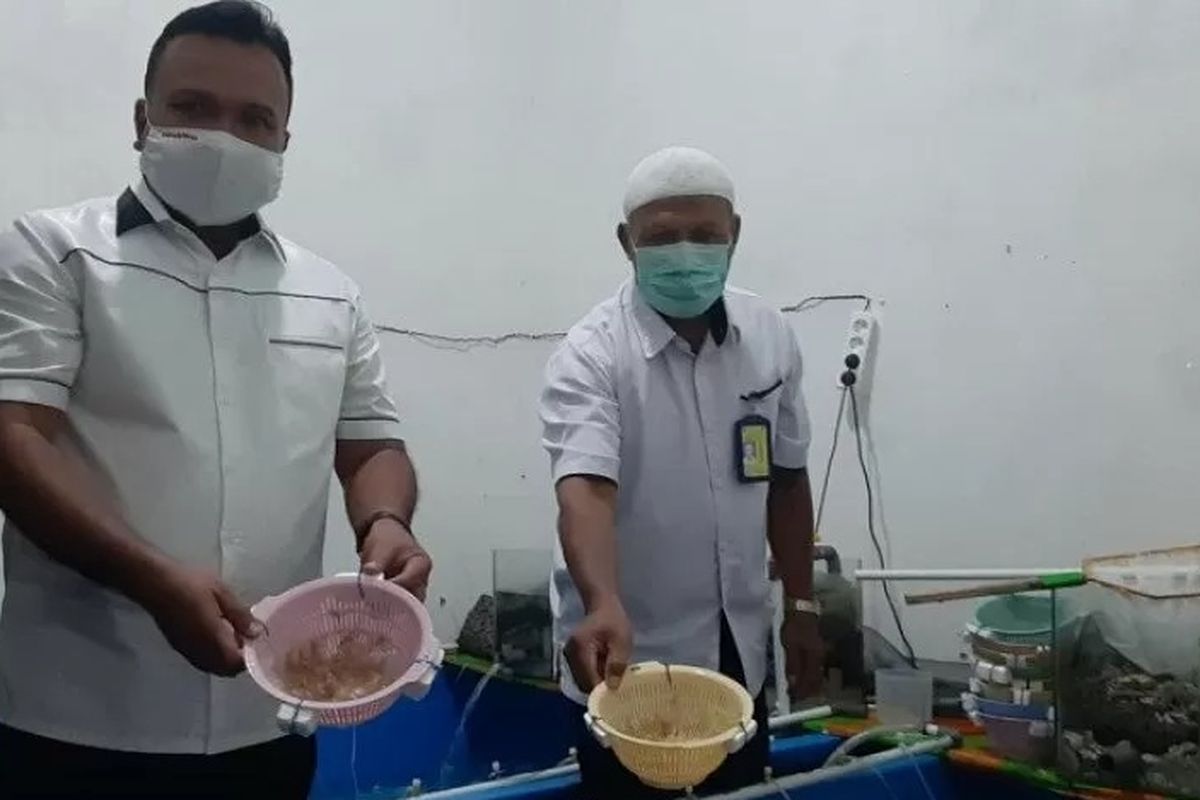 Polisi di Jambi, Rabu, menunjukkan puluhan ribu lobster yang akan diselundupkan ke Malaysia melalui pelabuhan di Kabupaten Tanjab Timur. ANTARA/Nanang Mairiadi