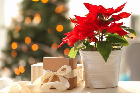 Cara Merawat Tanaman Poinsettia agar Tetap Hidup Selama Natal