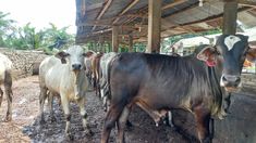 Penjualan Sapi Kurban di Siantar Menurun Dampak Mahalnya Sapi Bakalan