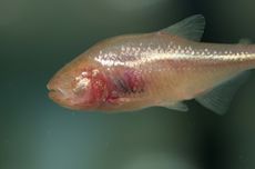 Minim Oksigen, Bagaimana Ikan Buta Cavefish Bertahan Hidup?