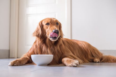 Berbagai Alasan Anjing Hobi Menjilati Benda Di Sekitarnya