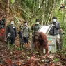 3 Orangutan Dilepasliar ke TN Bukit Baka Bukit Raya Kalimantan Barat