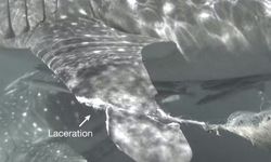 75 Persen Hiu Paus di Papua Punya Luka, Tunjukkan Besarnya Ancaman yang Dihadapinya