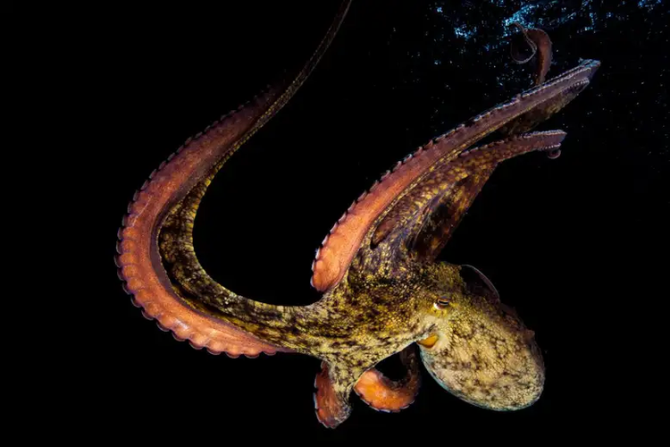 Ilustrasi gurita Sydney (Octopus tetricus)

