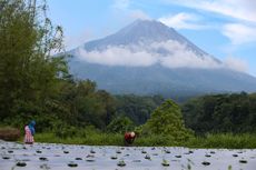 Belum Ada Perubahan Perilaku Satwa Setelah Status Merapi Siaga