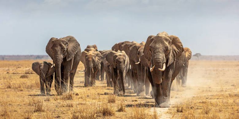 Ilustrasi gajah Afrika.