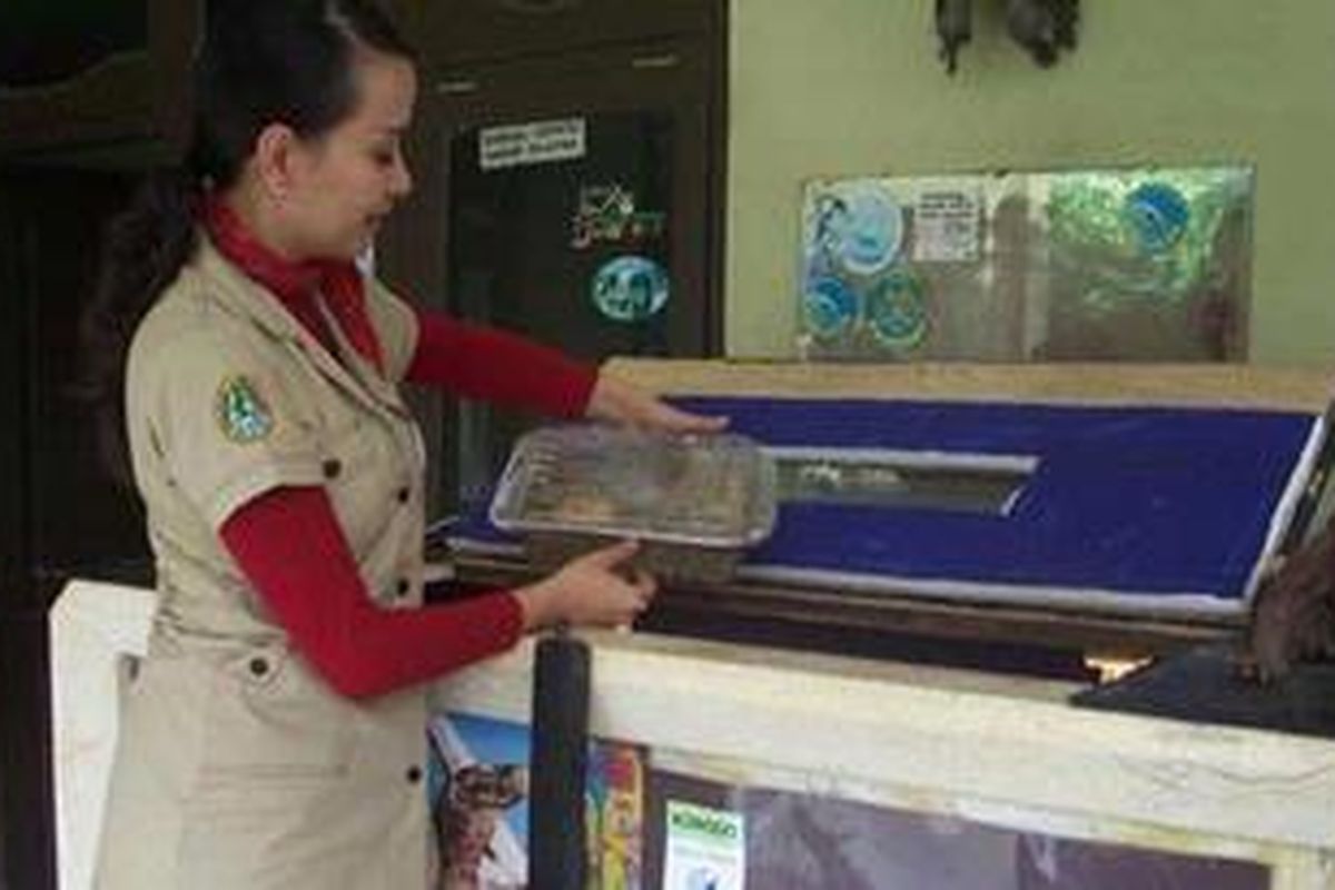 Zeby Febrina menunjukkan telur komodo dari inkubator di Kebun Binatang Ragunan, Minggu (28/11/2010). 