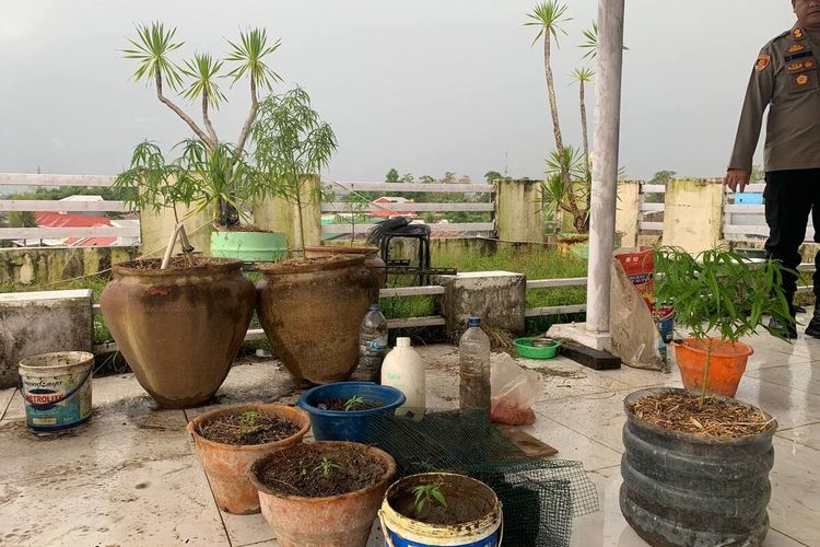 Sejumlah bibit tanaman ganja yang disita polisi di lantai tiga di sebuah villa mewah di Kecamatan Pallangga, Kabupaten Gowa, Sulawesi Selatan (Sulsel), Selasa (27/6/2023)