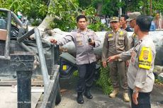 Angin Kencang di Mataram, Pohon Besar Tumbang Timpa Mobil Pikap yang Sedang Melaju