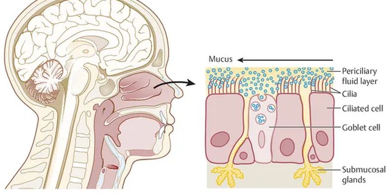 Sel goblet dalam hidung