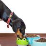 5 Alasan Anjing Makan Kotorannya Sendiri