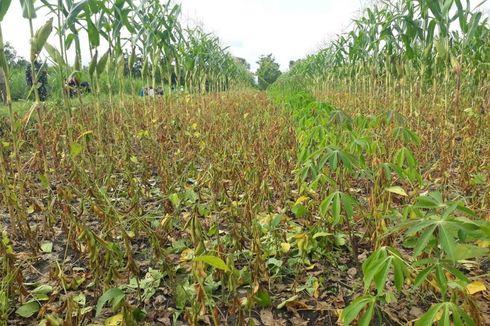 Sering Diserang Hama dan Kalah dengan Impor, Alasan Petani Enggan Tanam Kedelai