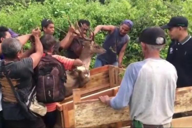 Petugas Balai Konservasi Sumber Daya Alam (BKSDA) Maluku melepasliarkan tiga ekor rusa ke hutan Pulau Seram tepatnya di kaki gunung Manusela, Sabtu (26/1/2019)