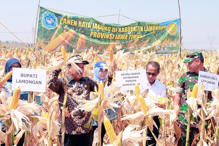 Kepala Badan Ketahanan Pangan Kementerian Pertanian RI Agung Hendriadi (dua dari kanan), saat menghadiri panen raya jagung di Lamongan, Kamis (11/10/2018).