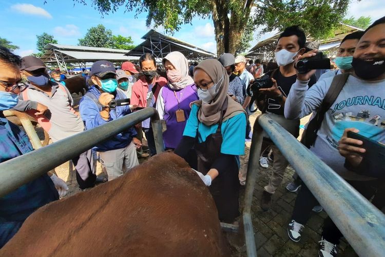 Petugas Memeriksa Ternak di Pasar Hewan Siyono Harjo, Playen, Gunungkidul Jumat (13/5/2022)