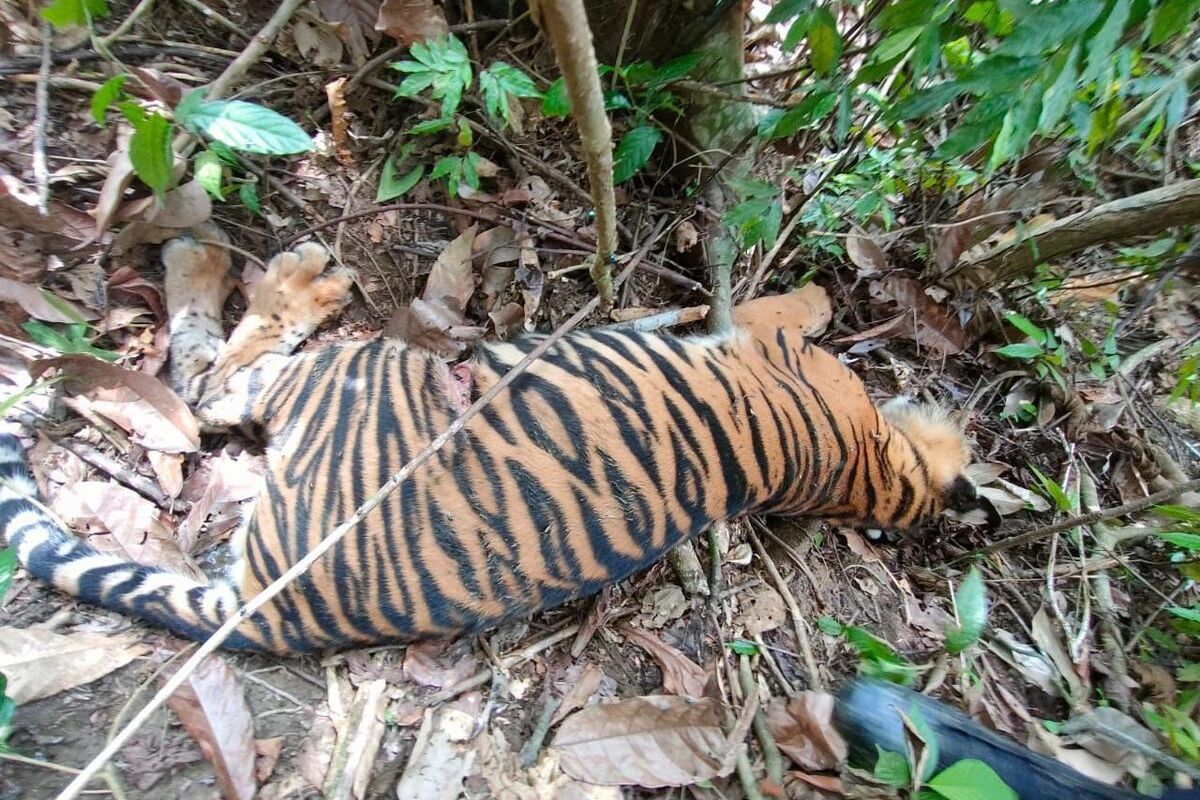 Anak Harimau Sumatera (Panthera Tigris Sumatrae) ditemukan mati di kebun warga di Desa Peunaron Lama, Kecamatan Peunaron, Kabupaten Aceh Timur, Provinsi Aceh, Kamis (22/02/2023) sekira pukul 09.30 WIB