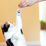 5 Cara Melatih Kucing untuk Datang Saat Dipanggil