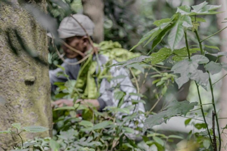 Pak Jali tengah memetik petai di perbukitan sekitar Kecamatan Rumpin, Bogor, Jawa Barat.