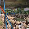 Gembiranya Warga Gunungkidul Dapat Bantuan 1.600 Domba dari Singapura, Ada Tambahan Hewan Kurban