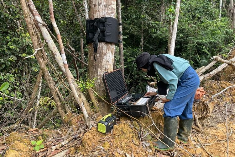 Ratih memanfaatkan perangkat portable Wood Identifier (WIDer) sebagai salah satu metode identifikasi kayu.
