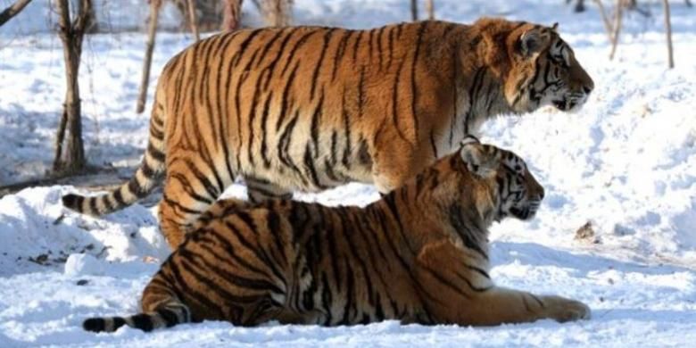 Dalam foto ini terlihat dua ekor harimau Siberia di Taman Harimau Siberia di provinsi Heilongjiang, China.