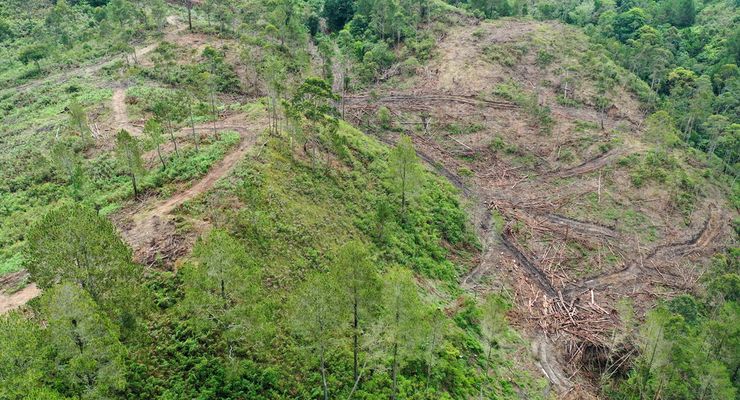 Mengkritisi Gagasan Pengelolaan Hutan Para Cawapres