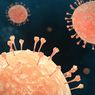 Siapa yang Rentan Terpapar Hantavirus? Ini Penjelasan Epidemiolog